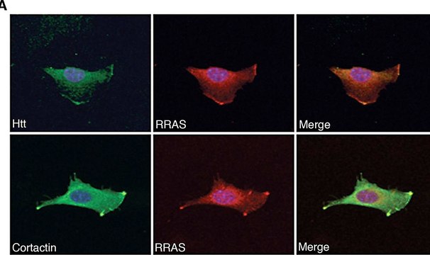 Anti-Huntingtin (N-terminal) antibody produced in rabbit affinity isolated antibody, buffered aqueous solution