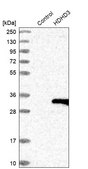 Anti-HDHD3 antibody produced in rabbit Prestige Antibodies® Powered by Atlas Antibodies, affinity isolated antibody, buffered aqueous glycerol solution, Ab2