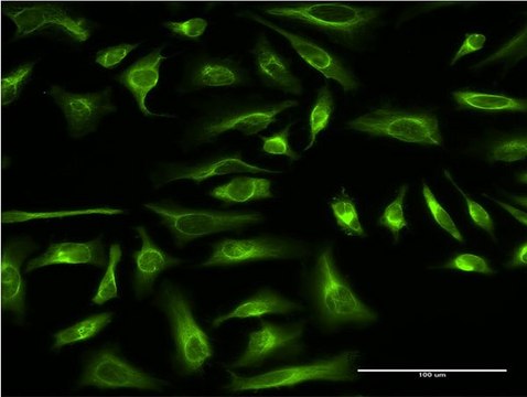 Monoclonal Anti-PRC1 antibody produced in mouse clone 3B10-1F9, purified immunoglobulin, buffered aqueous solution