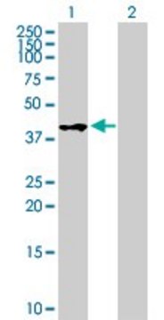 Anti-WIF1 antibody produced in mouse purified immunoglobulin, buffered aqueous solution