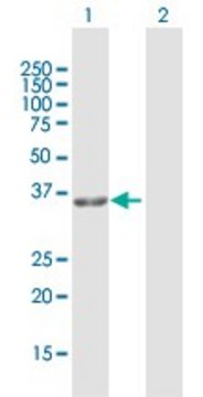 Anti-GPD1L antibody produced in rabbit purified immunoglobulin, buffered aqueous solution