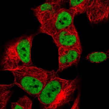 Anti-HNRNPA2B1 antibody produced in rabbit Prestige Antibodies&#174; Powered by Atlas Antibodies, affinity isolated antibody