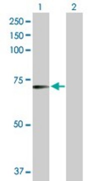 Anti-RFX5 antibody produced in rabbit purified immunoglobulin, buffered aqueous solution