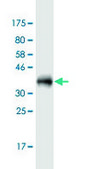 Monoclonal Anti-LASS3 antibody produced in mouse clone 6C12, purified immunoglobulin