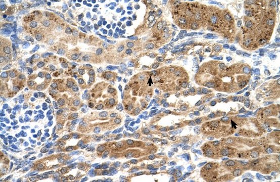 Anti-NEDD9 antibody produced in rabbit affinity isolated antibody