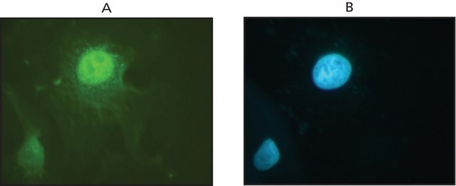 Anti-DNMT1 antibody produced in rabbit IgG fraction of antiserum, buffered aqueous solution