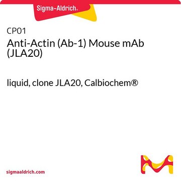 Anti-Actin (Ab-1) Mouse mAb (JLA20) liquid, clone JLA20, Calbiochem&#174;