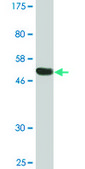 Monoclonal Anti-RGS18 antibody produced in mouse clone 1G12, purified immunoglobulin, buffered aqueous solution