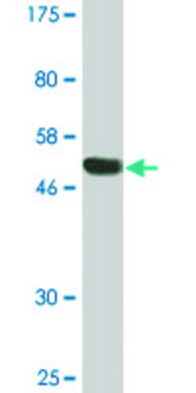 Monoclonal Anti-RGS18 antibody produced in mouse clone 1G12, purified immunoglobulin, buffered aqueous solution