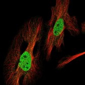 Anti-VWA5A antibody produced in rabbit Prestige Antibodies® Powered by Atlas Antibodies, affinity isolated antibody, buffered aqueous glycerol solution