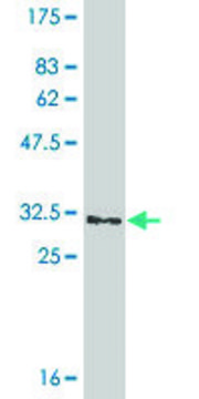 Monoclonal Anti-GGTLA1, (C-terminal) antibody produced in mouse clone 3E10, ascites fluid