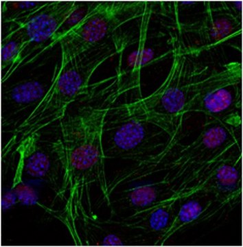 Sheep Anti-Rabbit IgG Antibody, Cy3 conjugate Chemicon&#174;, from sheep