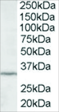 Anti-ING2/ING1L antibody produced in goat affinity isolated antibody, buffered aqueous solution