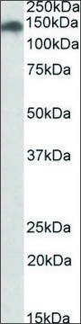 Anti-SMC2 (C-terminal) antibody produced in goat affinity isolated antibody, buffered aqueous solution