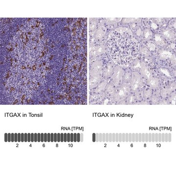 Monoclonal Anti-ITGAX antibody produced in mouse Prestige Antibodies&#174; Powered by Atlas Antibodies, clone CL1831, purified immunoglobulin, buffered aqueous glycerol solution