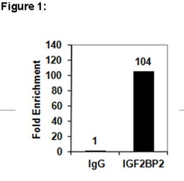 RIPAb+ IGF2BP2抗体 clone 5E10-3E1, from mouse