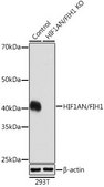 Anti- HIF1AN/FIH1 antibody produced in rabbit