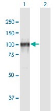 Anti-CDH13 antibody produced in mouse purified immunoglobulin, buffered aqueous solution