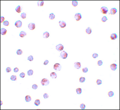 Anti-ATG9B antibody produced in rabbit affinity isolated antibody, buffered aqueous solution