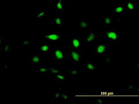 Anti-BCCIP antibody produced in mouse IgG fraction of antiserum, buffered aqueous solution