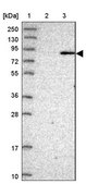 Anti-BBS7 antibody produced in rabbit Prestige Antibodies® Powered by Atlas Antibodies, affinity isolated antibody, buffered aqueous glycerol solution