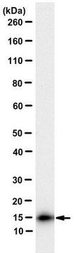 Anti-MuLV TM Antibody, clone 42-114 clone 42-114, from rat