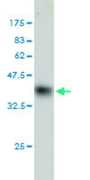 Monoclonal Anti-HOP antibody produced in mouse clone 3D6, purified immunoglobulin, buffered aqueous solution