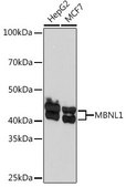 Anti-MBNL1 antibody produced in rabbit