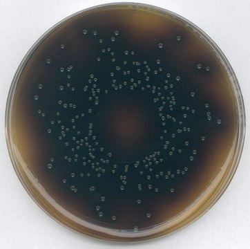 GranuCult&#174; Oxford Agar (Base) pkg of 500&#160;g, according to FDA (BAM), ISO 11290, for Listeria spp.