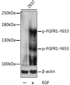 Anti-Phospho-FGFR1-Y653 antibody produced in rabbit