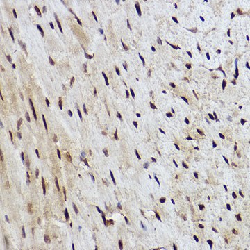 Anti-RANBP3 Antibody, clone 8H7W3, Rabbit Monoclonal