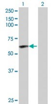 Anti-CAMK2D antibody produced in rabbit purified immunoglobulin, buffered aqueous solution