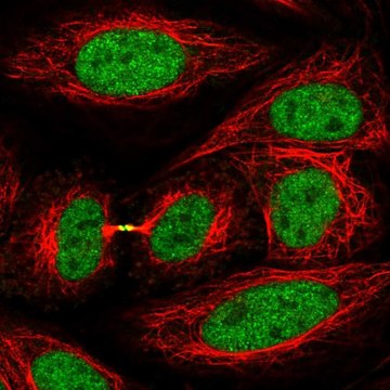 Anti-KIF4A antibody produced in rabbit Prestige Antibodies&#174; Powered by Atlas Antibodies, affinity isolated antibody