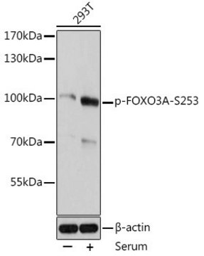 Anti-Phospho-FOXO3A-S253 antibody produced in rabbit