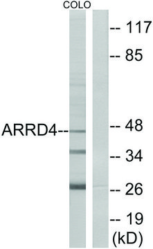 Anti-ARRD4 antibody produced in rabbit affinity isolated antibody