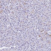 Anti-GKN2 antibody produced in rabbit Prestige Antibodies® Powered by Atlas Antibodies, affinity isolated antibody, buffered aqueous glycerol solution