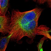 Anti-PTPRE antibody produced in rabbit Prestige Antibodies® Powered by Atlas Antibodies, affinity isolated antibody, buffered aqueous glycerol solution