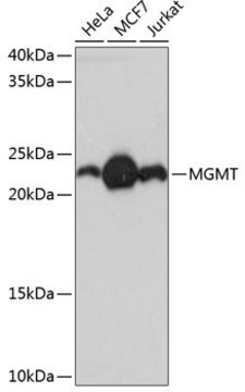 Anti-MGMT antibody produced in rabbit