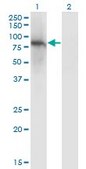 Monoclonal Anti-ZNF41 antibody produced in mouse clone 4E9, purified immunoglobulin, buffered aqueous solution