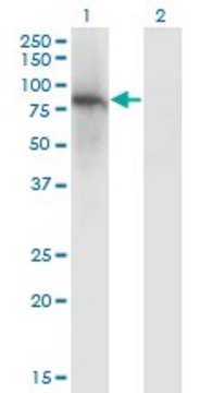 Monoclonal Anti-ZNF41 antibody produced in mouse clone 4E9, purified immunoglobulin, buffered aqueous solution