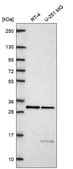 Anti-Tp53Rk Antibody Produced In Rabbit Prestige Antibodies® Powered by Atlas Antibodies, affinity isolated antibody, buffered aqueous glycerol solution