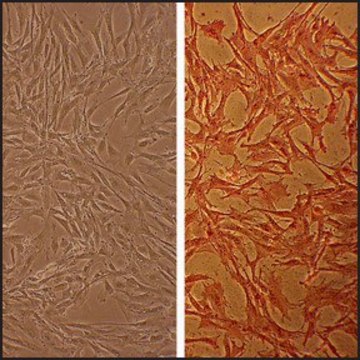 Bovine Aortic Smooth Muscle Cells: BAOSMC (Cryovial)