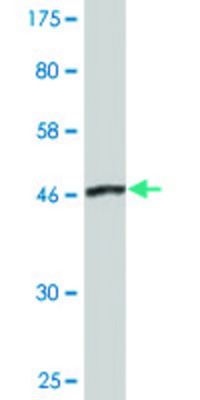 Monoclonal Anti-DCTN1 antibody produced in mouse clone 2E4-1C2, purified immunoglobulin, buffered aqueous solution