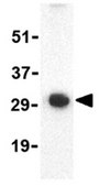Anti-PDL-1 Antibody from rabbit, purified by affinity chromatography