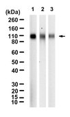Anti-LAMP2 Antibody, clone H4B4 ZooMAb® Mouse Monoclonal recombinant, expressed in HEK 293 cells