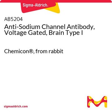 Anti-Sodium Channel Antibody, Voltage Gated, Brain Type I Chemicon&#174;, from rabbit