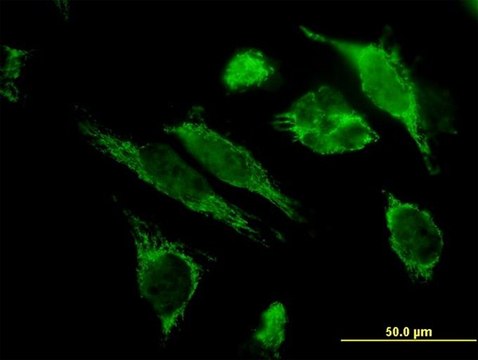 Monoclonal Anti-HSPE1 antibody produced in mouse clone 4C11-B11, purified immunoglobulin, buffered aqueous solution