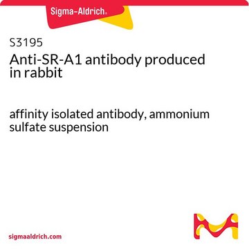 Anti-SR-A1 antibody produced in rabbit affinity isolated antibody, ammonium sulfate suspension