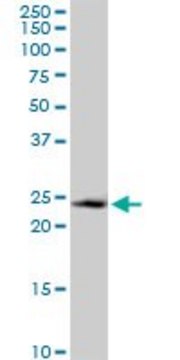 Anti-GADD45GIP1 antibody produced in mouse purified immunoglobulin, buffered aqueous solution