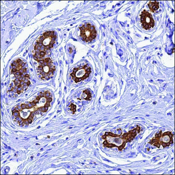 Anti-PIEZO2 antibody produced in rabbit Prestige Antibodies&#174; Powered by Atlas Antibodies, affinity isolated antibody, buffered aqueous glycerol solution